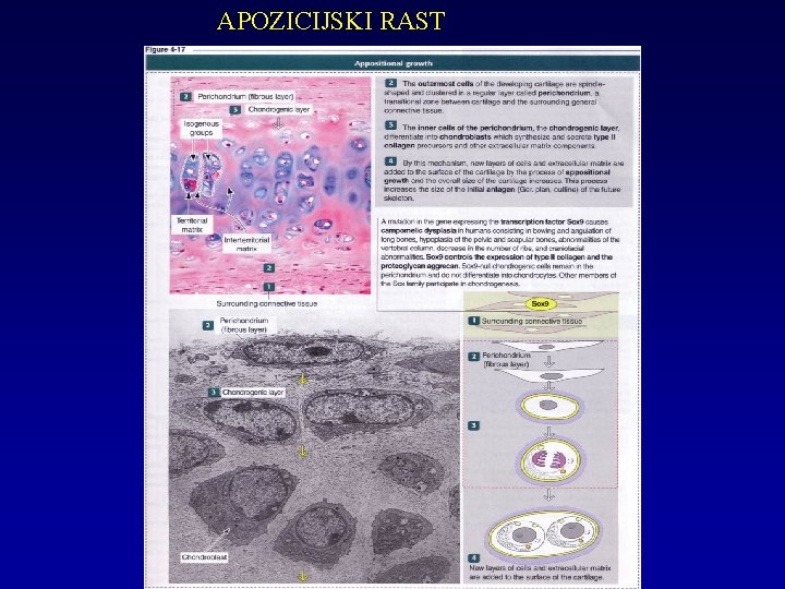 APOZICIJSKI RAST 