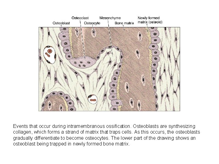 Events that occur during intramembranous ossification. Osteoblasts are synthesizing collagen, which forms a strand