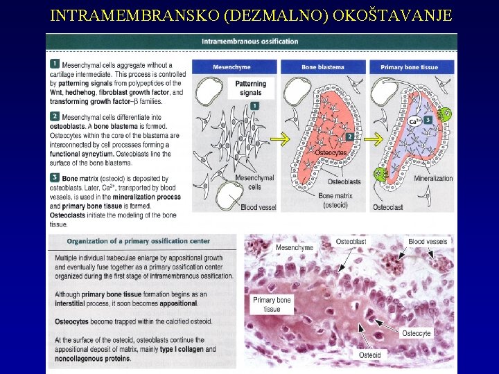 INTRAMEMBRANSKO (DEZMALNO) OKOŠTAVANJE 