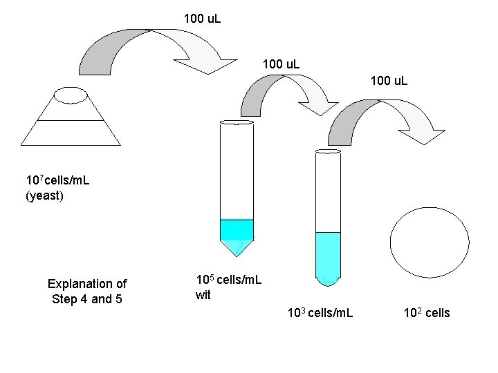 100 u. L 107 cells/m. L (yeast) Explanation of Step 4 and 5 105