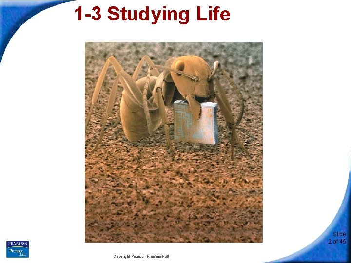 1 -3 Studying Life Slide 2 of 45 Copyright Pearson Prentice Hall 