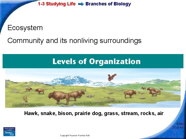 1 -3 Studying Life Branches of Biology Ecosystem Community and its nonliving surroundings Hawk,