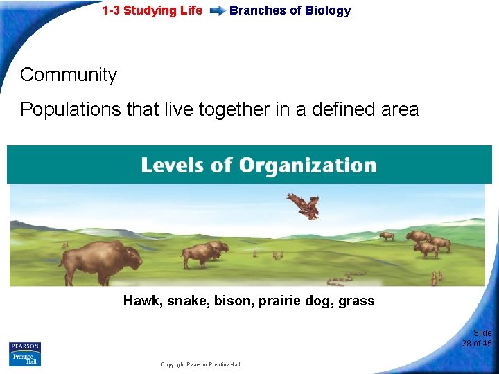 1 -3 Studying Life Branches of Biology Community Populations that live together in a