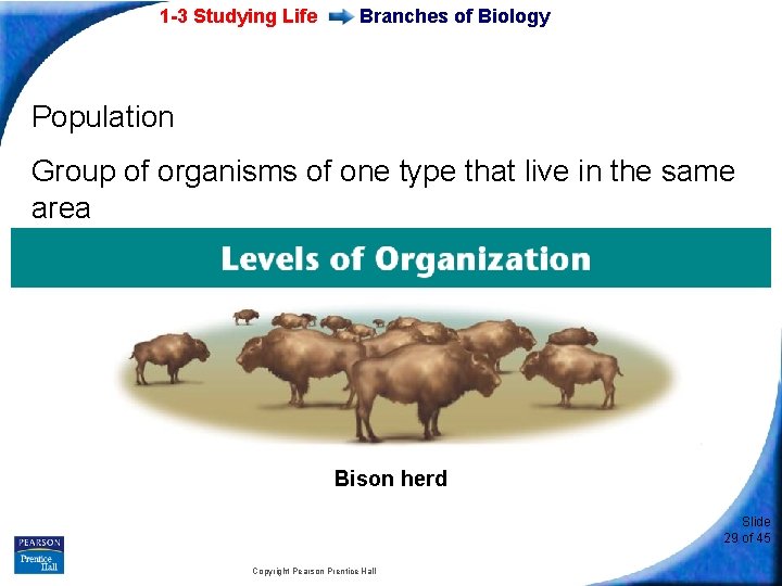 1 -3 Studying Life Branches of Biology Population Group of organisms of one type