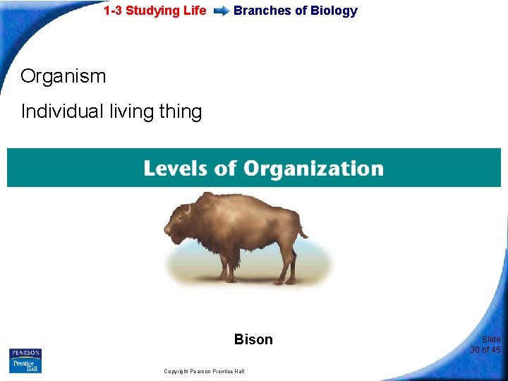1 -3 Studying Life Branches of Biology Organism Individual living thing Bison Copyright Pearson