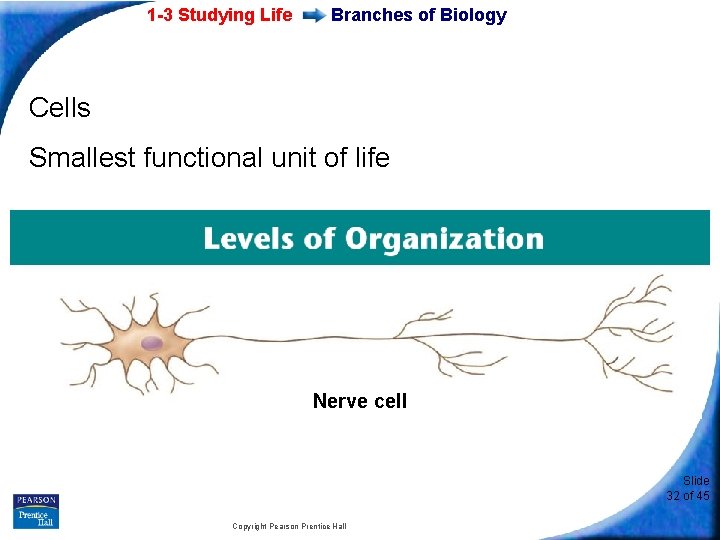 1 -3 Studying Life Branches of Biology Cells Smallest functional unit of life Nerve