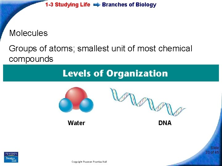 1 -3 Studying Life Branches of Biology Molecules Groups of atoms; smallest unit of