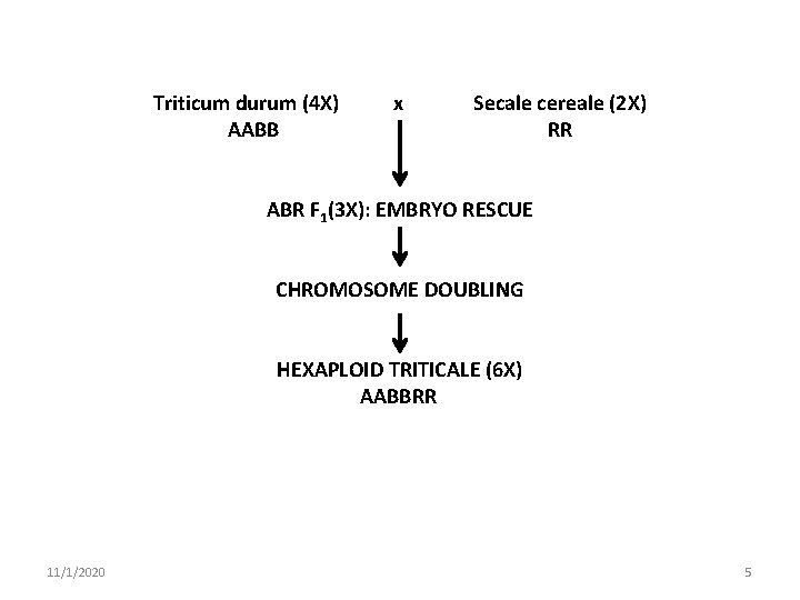 Triticum durum (4 X) AABB x Secale cereale (2 X) RR ABR F 1(3