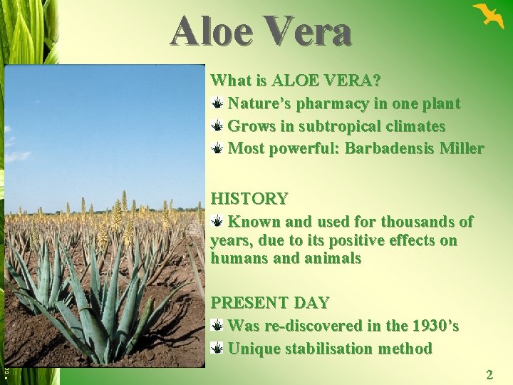 Aloe Vera What is ALOE VERA? Nature’s pharmacy in one plant Grows in subtropical