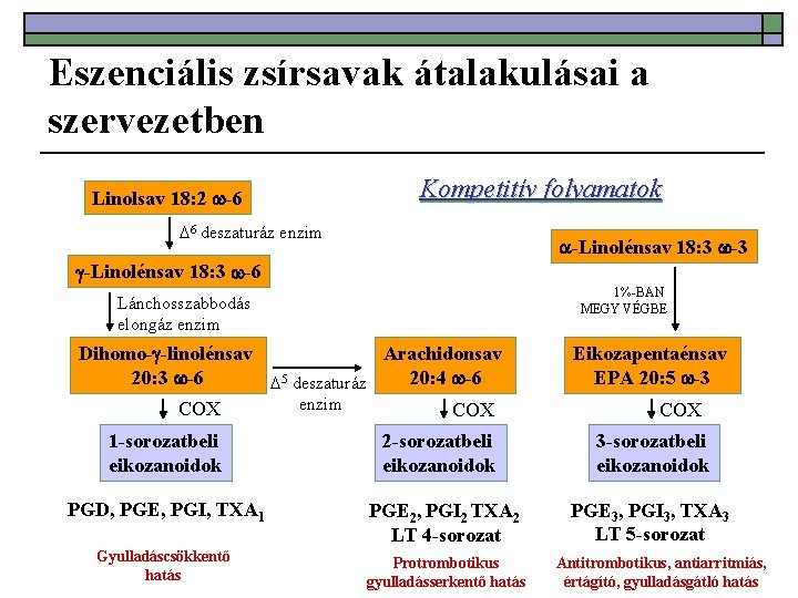 Eszenciális zsírsavak átalakulásai a szervezetben Linolsav 18: 2 -6 Kompetitív folyamatok 6 deszaturáz enzim