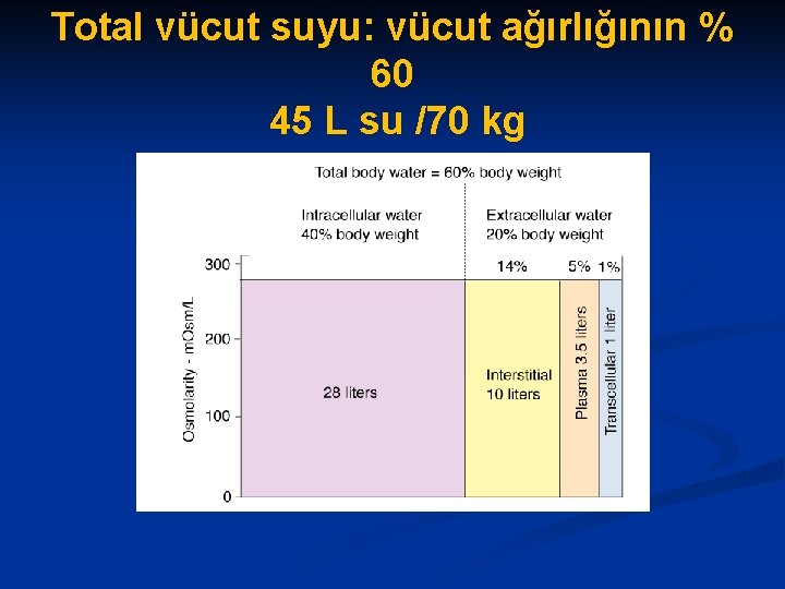 Total vücut suyu: vücut ağırlığının % 60 45 L su /70 kg 