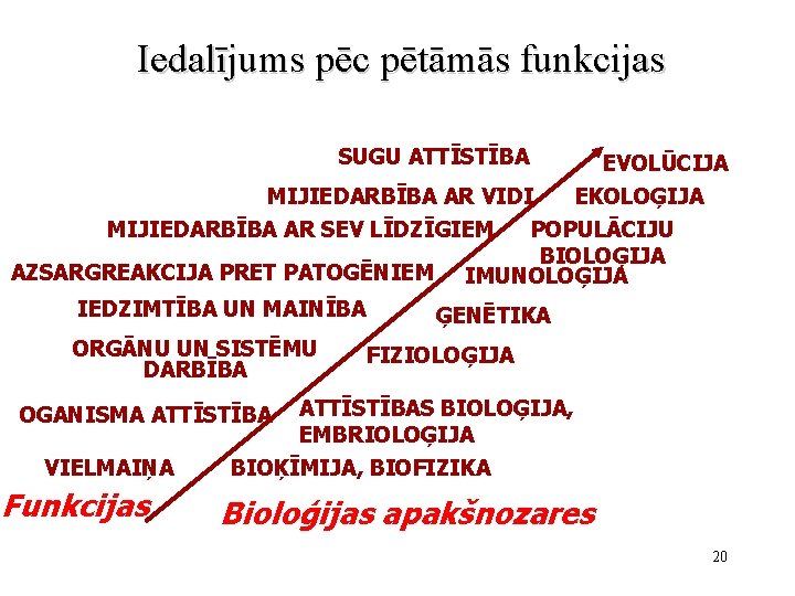 Iedalījums pēc pētāmās funkcijas SUGU ATTĪSTĪBA EVOLŪCIJA MIJIEDARBĪBA AR VIDI EKOLOĢIJA MIJIEDARBĪBA AR SEV