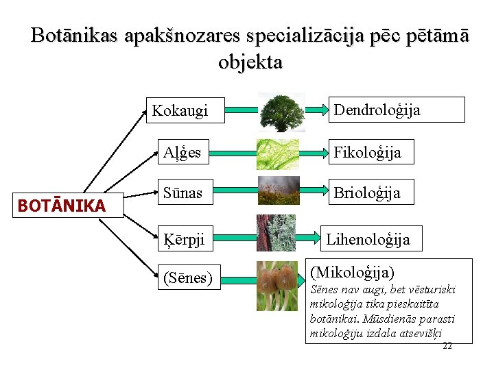 Botānikas apakšnozares specializācija pēc pētāmā objekta Kokaugi BOTĀNIKA Dendroloģija Aļģes Fikoloģija Sūnas Brioloģija Ķērpji