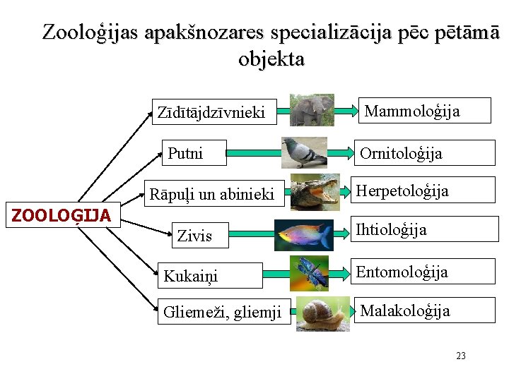 Zooloģijas apakšnozares specializācija pēc pētāmā objekta Zīdītājdzīvnieki Putni Rāpuļi un abinieki ZOOLOĢIJA Zivis Mammoloģija