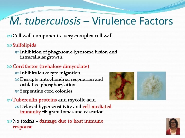 M. tuberculosis – Virulence Factors Cell wall components- very complex cell wall Sulfolipids Inhibition