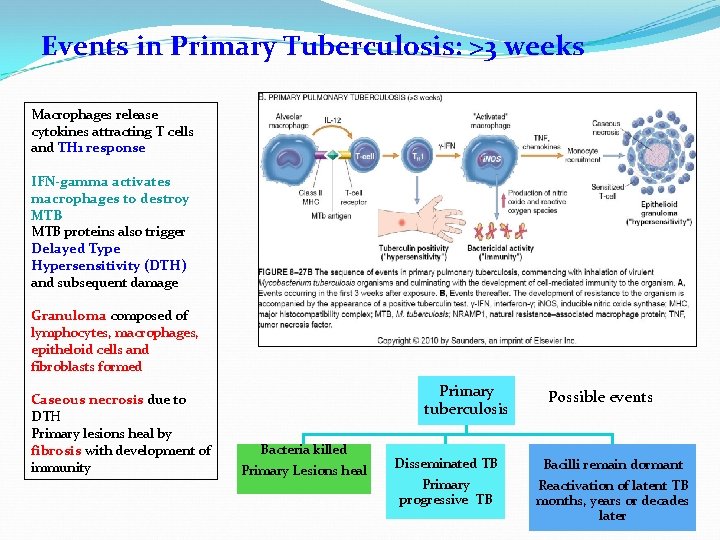 Events in Primary Tuberculosis: >3 weeks Macrophages release cytokines attracting T cells and TH