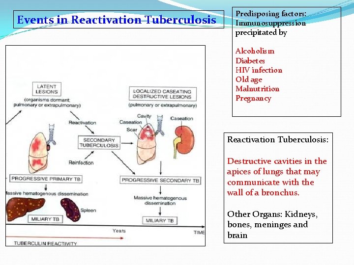 Events in Reactivation Tuberculosis Predisposing factors: Immunosuppression precipitated by Alcoholism Diabetes HIV infection Old