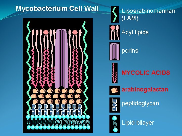 Mycobacterium Cell Wall Lipoarabinomannan (LAM) Acyl lipids porins MYCOLIC ACIDS arabinogalactan peptidoglycan Lipid bilayer