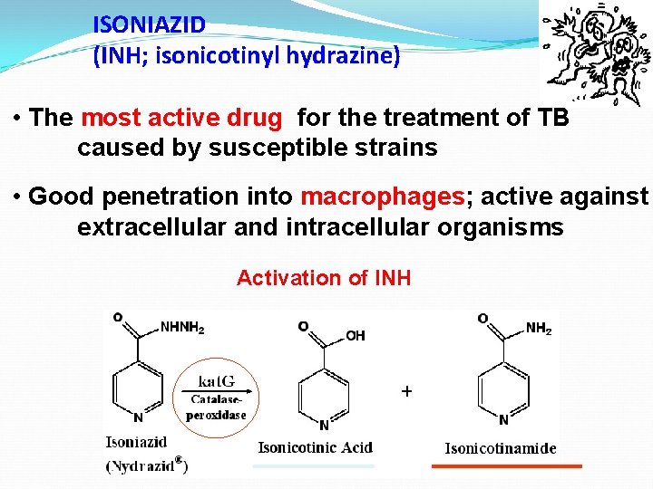 ISONIAZID (INH; isonicotinyl hydrazine) • The most active drug for the treatment of TB