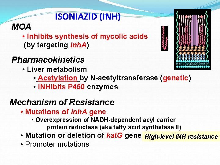 MOA ISONIAZID (INH) • Inhibits synthesis of mycolic acids (by targeting inh. A) Pharmacokinetics