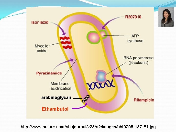 arabinoglycan Ethambutol http: //www. nature. com/nbt/journal/v 23/n 2/images/nbt 0205 -187 -F 1. jpg 