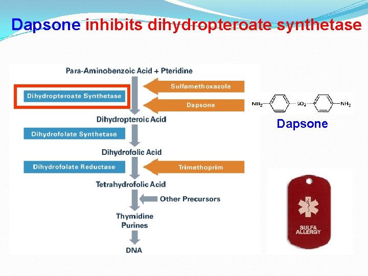 Dapsone inhibits dihydropteroate synthetase Dapsone 