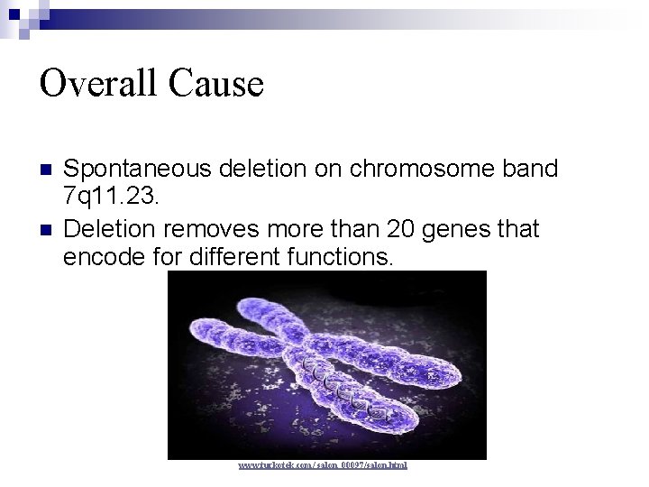 Overall Cause n n Spontaneous deletion on chromosome band 7 q 11. 23. Deletion