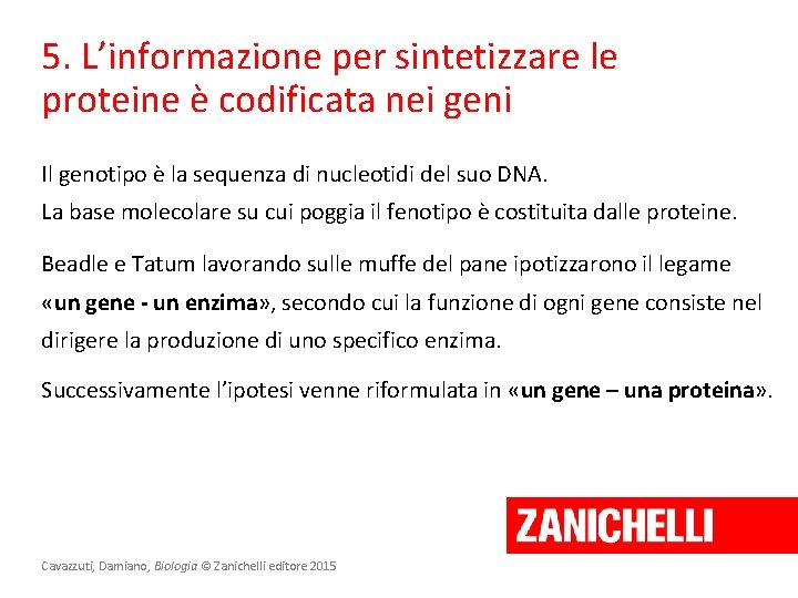 5. L’informazione per sintetizzare le proteine è codificata nei geni Il genotipo è la