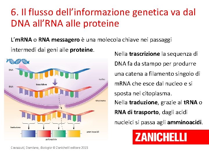 6. Il flusso dell’informazione genetica va dal DNA all’RNA alle proteine L’m. RNA o