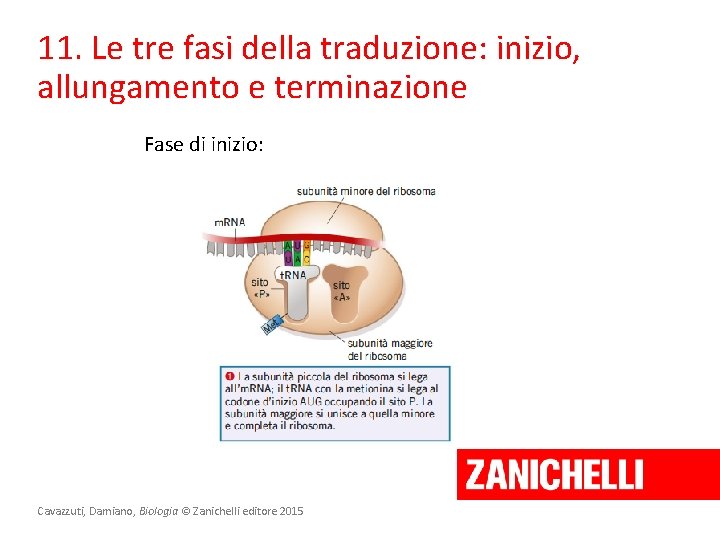 11. Le tre fasi della traduzione: inizio, allungamento e terminazione Fase di inizio: Cavazzuti,