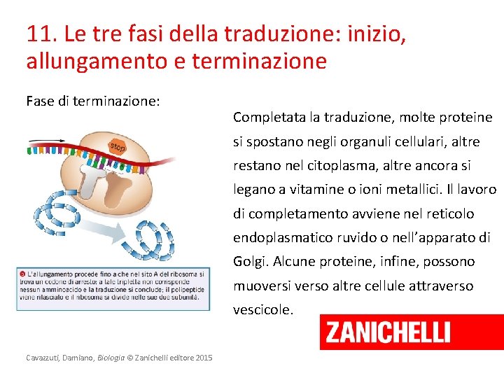 11. Le tre fasi della traduzione: inizio, allungamento e terminazione Fase di terminazione: Completata