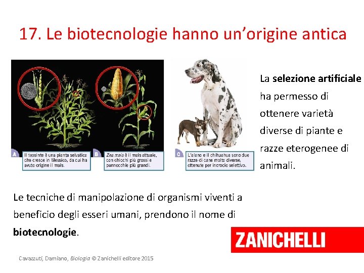 17. Le biotecnologie hanno un’origine antica La selezione artificiale ha permesso di ottenere varietà