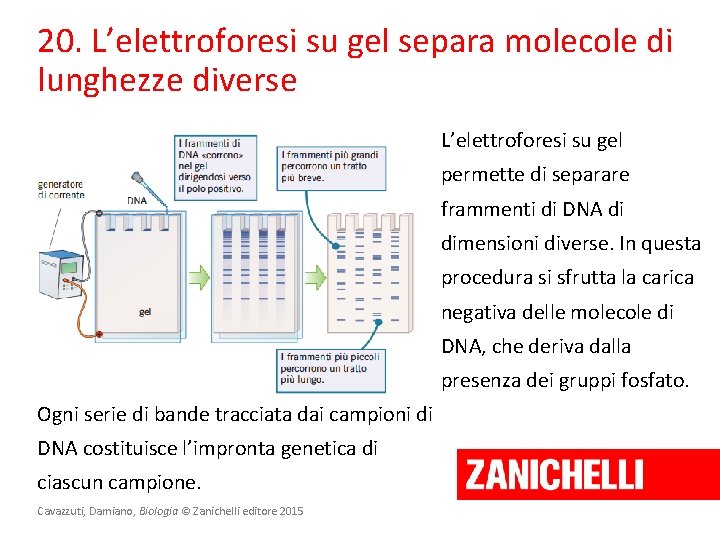 20. L’elettroforesi su gel separa molecole di lunghezze diverse L’elettroforesi su gel permette di