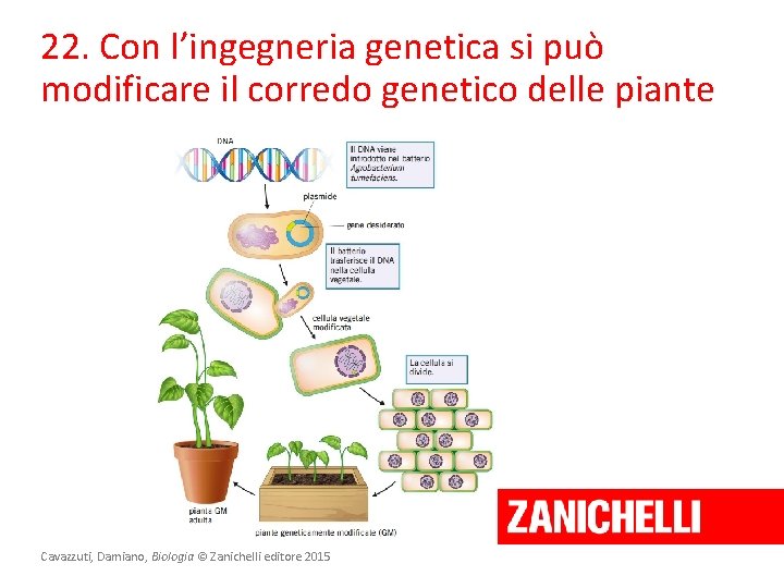 22. Con l’ingegneria genetica si può modificare il corredo genetico delle piante Cavazzuti, Damiano,