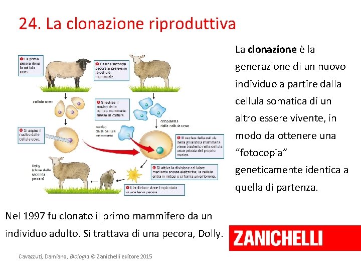 24. La clonazione riproduttiva La clonazione è la generazione di un nuovo individuo a