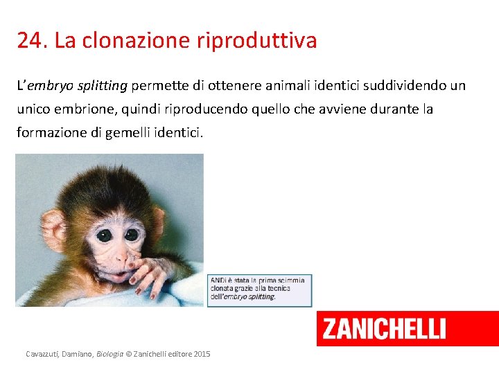 24. La clonazione riproduttiva L’embryo splitting permette di ottenere animali identici suddividendo un unico