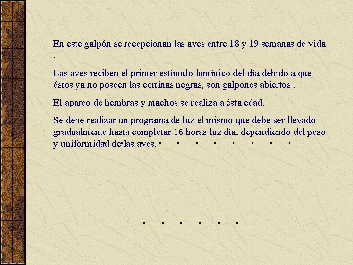 En este galpón se recepcionan las aves entre 18 y 19 semanas de vida.