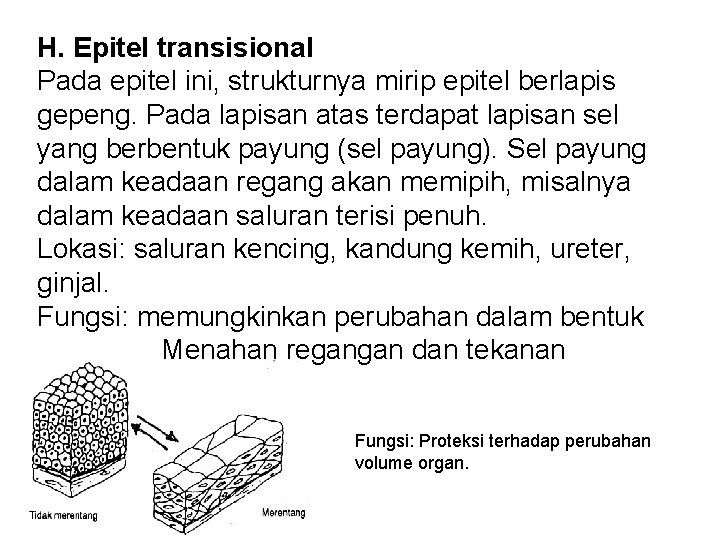 H. Epitel transisional Pada epitel ini, strukturnya mirip epitel berlapis gepeng. Pada lapisan atas