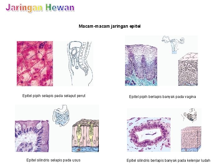 Macam-macam jaringan epitel Epitel pipih selapis pada selaput perut Epitel silindris selapis pada usus