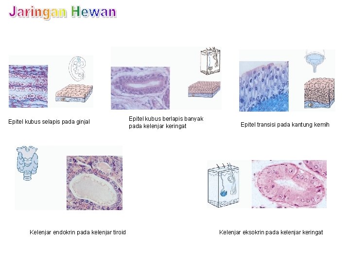 Epitel kubus selapis pada ginjal Kelenjar endokrin pada kelenjar tiroid Epitel kubus berlapis banyak