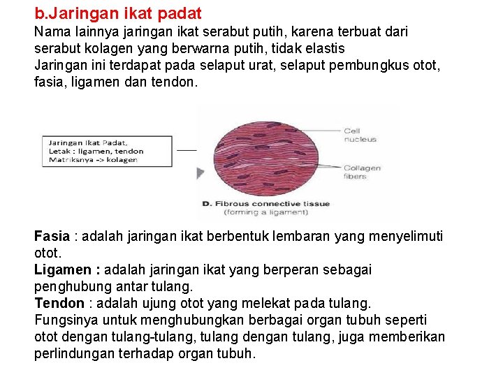 b. Jaringan ikat padat Nama lainnya jaringan ikat serabut putih, karena terbuat dari serabut