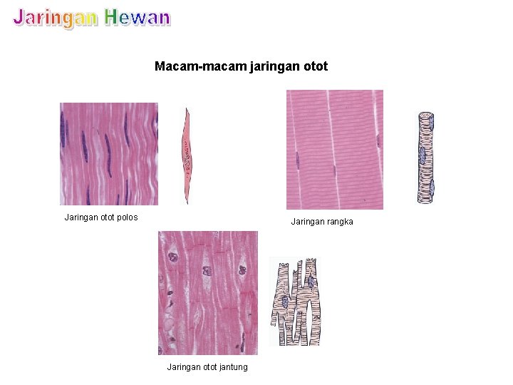 Macam-macam jaringan otot Jaringan otot polos Jaringan rangka Jaringan otot jantung 