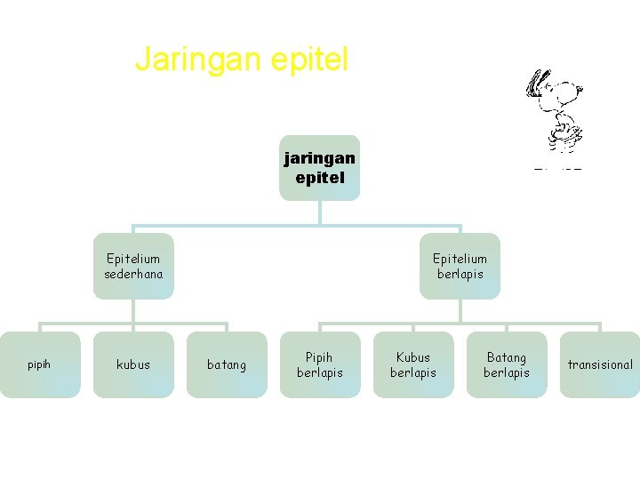 Jaringan epitel jaringan epitel Epitelium sederhana pipih kubus Epitelium berlapis batang Pipih berlapis Kubus