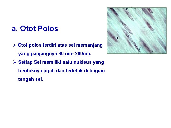 a. Otot Polos Ø Otot polos terdiri atas sel memanjang yang panjangnya 30 nm-