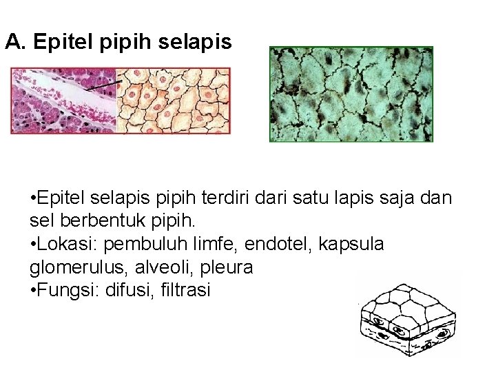 A. Epitel pipih selapis • Epitel selapis pipih terdiri dari satu lapis saja dan