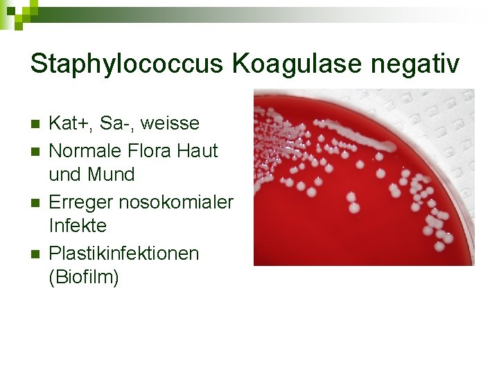 Staphylococcus Koagulase negativ n n Kat+, Sa-, weisse Normale Flora Haut und Mund Erreger
