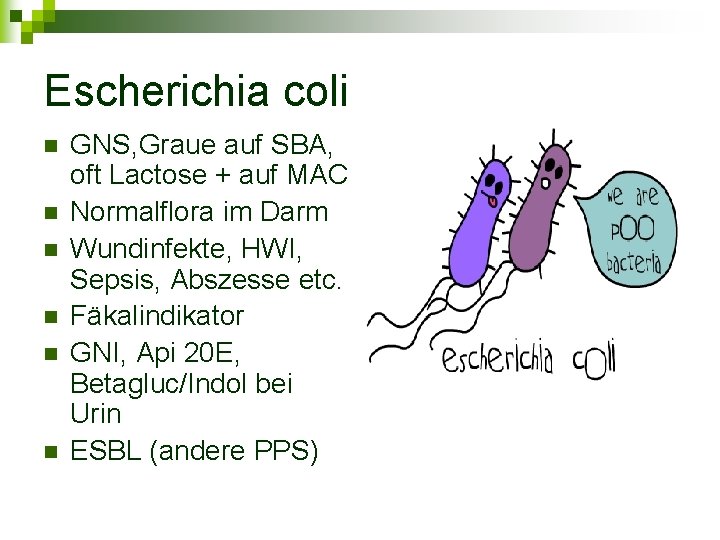 Escherichia coli n n n GNS, Graue auf SBA, oft Lactose + auf MAC