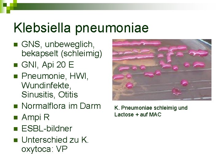 Klebsiella pneumoniae n n n n GNS, unbeweglich, bekapselt (schleimig) GNI, Api 20 E