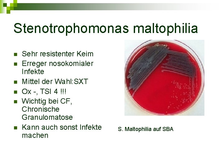 Stenotrophomonas maltophilia n n n Sehr resistenter Keim Erreger nosokomialer Infekte Mittel der Wahl: