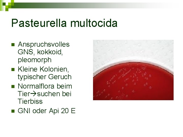 Pasteurella multocida n n Anspruchsvolles GNS, kokkoid, pleomorph Kleine Kolonien, typischer Geruch Normalflora beim